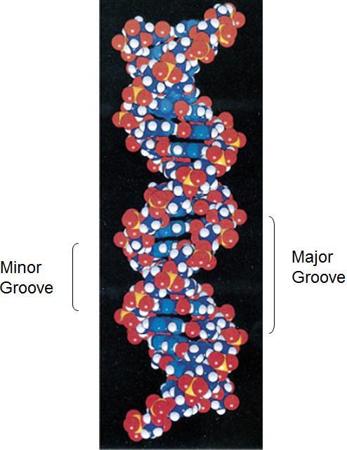 הכרה מולקולארית של DNA -חלבון לפקטורי שעתוק שונים יש אתרי קישור שונים. לחלבון אחד יכולים להיות כמה אתרי קישור שונים. איך החלבונים מזהים באופן ספציפי את אתר המטרה שלהם?