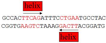 לסימטריה מלאה. ישנים שני סוגים של קישורים בין ה- DNA לחלבון: 3.