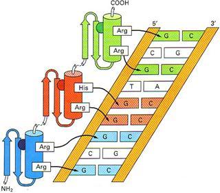 DNA α-helix-loop-βsheet המשפחה קיימת רק באאוקריוטים.
