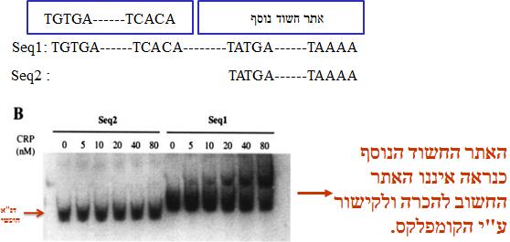 שאלה מהתרגול: חוקרים מקבוצה א' חשדו כי החלבון הנקרא protein) CAP (camp receptor מבקר את ביטויים של מספר גנים בחיידק. זהו חלבון שקשירתו ל- camp גורמת לו לשינוי קונפורמציה ואז הוא יכול להיקשר ל- DNA.