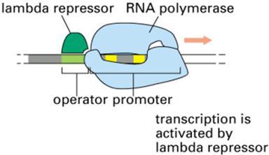 RNA polymerase הוא נקשר חזק יותר מהאנזים. בקרה שלילית- בקרה ע"י רפרסור )דכאן(: 3.
