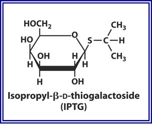 האנזים המרכזי במסלול הוא:,β-galactosidase שמפרק לקטוז לגלוקוז וגלקטוז.