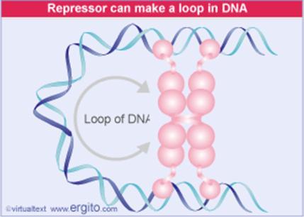 הרפרסור נקשר לשני אתרים שונים ב- DNA וכך הוא גורם לכיפוף ה- DNA.