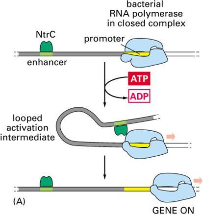 בקרת השעתוק באאוקריוטים אנזימי הפולימראז: בתא אאוקריוטי ישנם לפחות שלושה :RNA polymerase.rrna :RNA polymerase I.mRNA, snrna :RNA polymerase II.