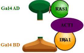 אחרי טרנספורמציית הפלסמידים לשמרים מהונדסים גנטית )המתאימים למערכת ה- hybrid two ומכילים את הגן המדווח.X-gal גידלת את השמרים על צלחות המכילות,)LacZ אפשרות-א: CDC נקשר ל- IRA1 ולא ל- RAS1 ישירות.