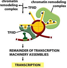 5. דגם האצטילציה הזה ביחד עם שתי קבוצות הפוספט מהווה אתר קשירה ל- complex,chromatin remodeling הוא נקשר להיסטונים וגורם להם להיפתח מבחינה