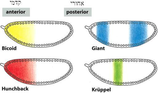 המכורים אנשים שאצל מצאו דוגמא: לא chromatin remodeling לאלכוהול יש תקין.