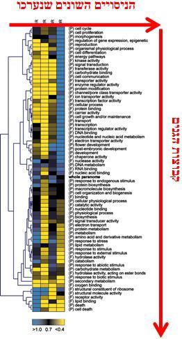 הערות: - - נהוג לשים את התוצאות בגרף ולהעביר קו מגמה, הגנים שלא נמצאים על הקו הם גנים שהשתנו- עלו או ירדו. לא תמיד שמים מכל הגנים בדיוק את אותה הכמות של cdna וצריך לנרמל את התוצאות בהתאם.