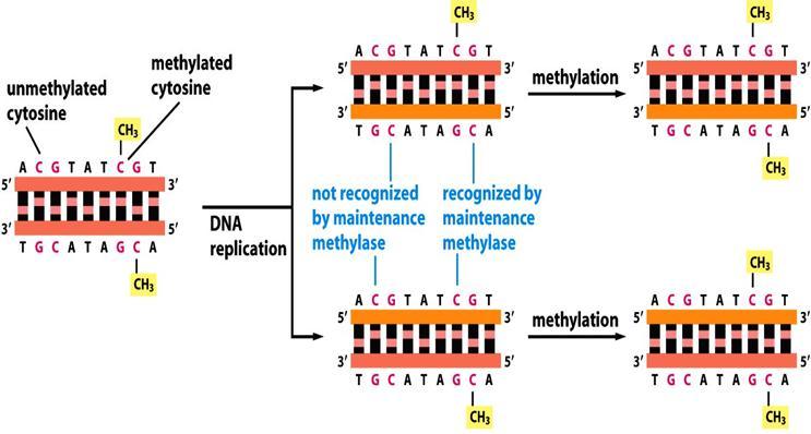 מתילציה של :DNA קבוצת מתיל זו אחת הקבוצות הכי קטנות מבחינה כימית, והיא משנה מהותית את ביטוי הגנים. המתילציה קורית על ציטוזין )C(.
