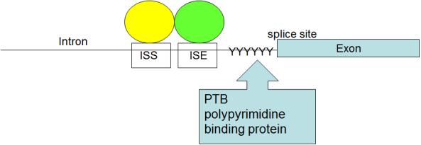 :Splicing factors חלבוני :SR עשירים בסרין וארגינין, בדרך-כלל מהווים בקרה חיובית. חלבוני :hnrnp יש לחלבונים אלה גם תפקידים אחרים שלא קשורים ל- splicing, בדרך כלל מהווים בקרה שלילית.