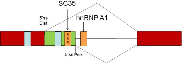 וישנו אתר ISS אליו נקשר שגורם לדחייה פיזית של ה- SC35 hnrnp A1 מלהיקשר לאתר ה- ESE.