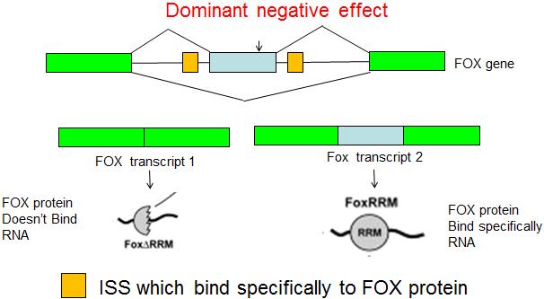 דוגמא: חלבון SFX יוצר בקרה חיובית לגן של עצמו, ומוריד את הרמה של אפשרות ה- splicing השנייה שמביאה לתעתיק לא פונקציונאלי. הערה: אוטורגולציה יוצרת קיצוניות והבדלים גדולים יותר בין רקמות שונות.