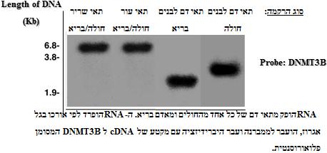 שאלה מהתרגול: למעבדה אונקולוגית הגיע חולה לוקמיה מיאלואידית. במעבדה העלו החוקרים את ההשערה כי מחלתו קשורה לגן.DNA methyl transferase 3B גן זה מקודד לאנזים המסייע במתילציית.