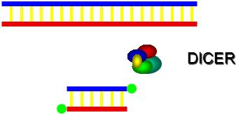 כלומר: עקב הכנסת הפרומוטור החזק הופעל מנגנון בתא שזיהה שנוצר יותר מידי,mRNA והוא שלח אותו לדגרדציה. :Co-supression המנגנון שמסלק את ה- mrna כאשר נוצר ממנו יותר מידי.