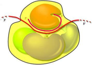 ישנו אנזים- RNA Dependent RNA (RdRP) Polymerase שמשתמש ב- ds-rna כפריימר. ה- ds-rna שהוגברו יכולים לעבור סיסטמית מתא לתא וע"י כך זה עובר לכל היצור ויוצר הגנה של כל התאים בסביבה כנגד אותו.