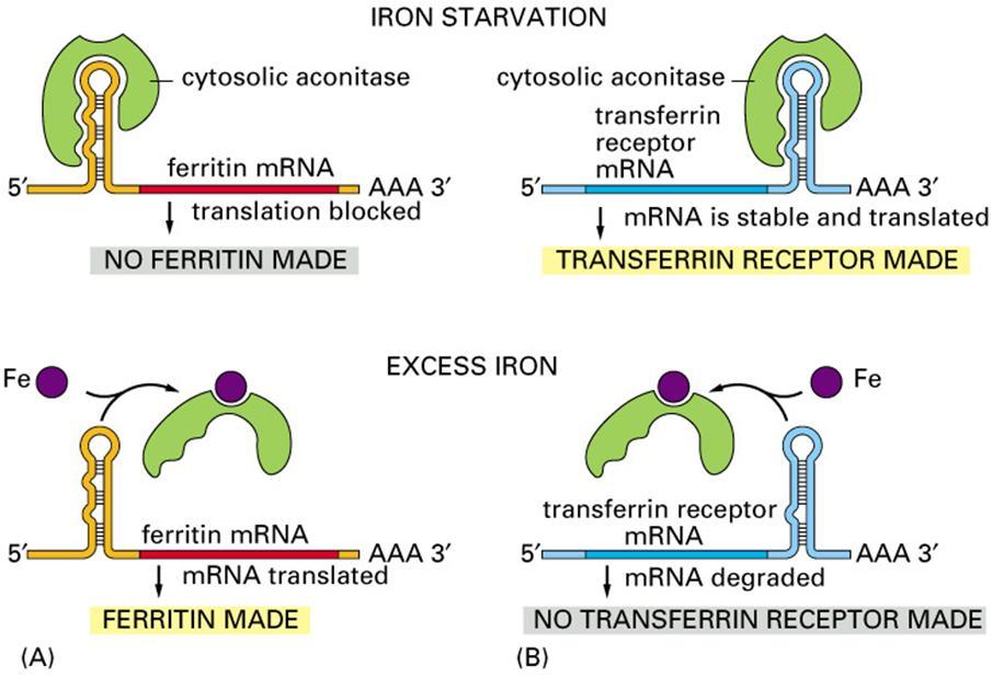 מערכת הבקרה על רמת הברזל: :)Iron Response Element( IRE רצף ב- UTR '3 וב- UTR '5 של.mRNAs הרצף יוצר לולאה שהיא אתר מטרה לחלבון ספצפי.