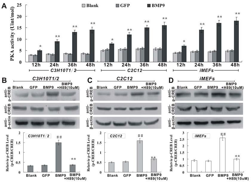 www.karger.com/cpb 552 Fig. 1. vs vs ## vs vs BMP9. BMP9-induced early osteogenic differentiation of MSCs.