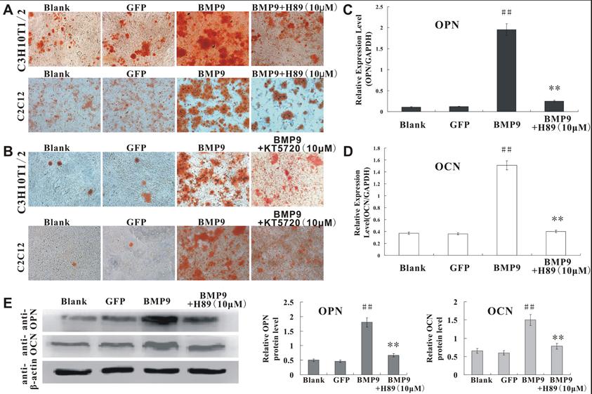 www.karger.com/cpb 555 Fig. 4. ## vs vs ##, vs vs BMP9.