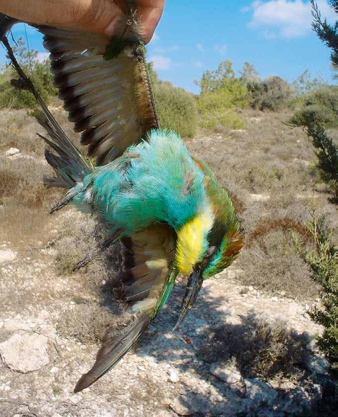 Massacres of Bee-eaters on Cyprus 2017 25
