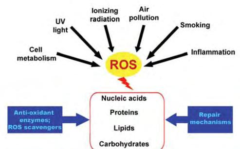 Εμφάνιση οξειδωτικού στρες μπορεί να προκύψει εξαιτίας τόσο εξωγενών όσο και ενδογενών παραγόντων.