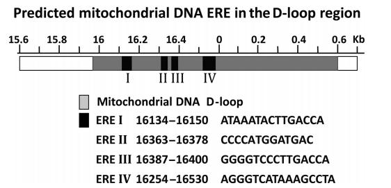 Εικόνα 7 Αλληλουχίες στοιχείων απόκρισης στα οιστρογόνα (EREs), που έχουν βρεθεί στην περιοχή του D-loop του μιτοχονδριακού DNA. (Sekeris, 1990, Tien-Ling Liao et al.