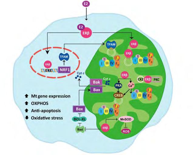 Εικόνα 8 Ο πιθανός ρόλος του μιτοχονδριακού ERβ στη βιοενεργητική, στην μιτοχονδριακή βιογένεση και σε αντι-αποπτωτικά μονοπάτια (Tien-Ling Liao et al. 2015).