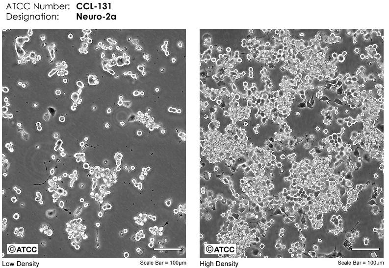 Εικόνα 9 Παρουσίαση της συγκεκριμένης κυτταρικής σειράς (neuro-2a) από την επίσημη ιστοσελίδα της εταιρίας (http://www.lgcstandards-atcc.org) 3.3. ΤΕΧΝΙΚΕΣ 3.3.1.