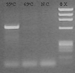Εικόνα 2: Μελέτη θερμοκρασίας υβριδοποίησης εκκινητών στην PCR για την παρασκευή του προϊόντος Β Μετά την ενίσχυση των προϊόντων υπό τις βέλτιστες συνθήκες, ακολούθησε ο καθαρισμός