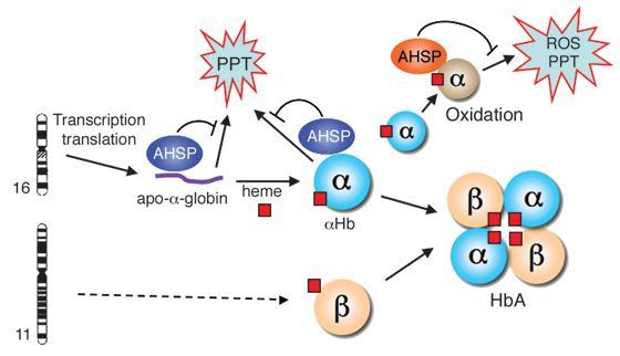 Εικόνα 1.5: Ο ρόλος της AHSP στη σταθεροποίηση και τη σωστή αναδίπλωση της α-σφαιρίνης, καθώς και στην παρεμπόδιση της παραγωγής ROS [24].