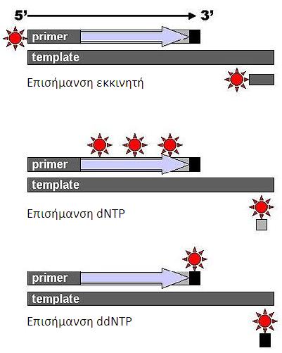 αλυσίδας με ενσωμάτωση ενός δι-δεοξυριβονουκλεοτίδιου (ddntp), το οποίο έχει έλλειψη 3 -ΟΗ.