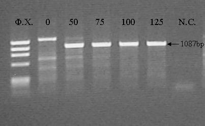 5.2 Βελτιστοποιήσεις της PCR Οι εκκινητές της PCR (C1, C2) παραχωρήθηκαν από το "Χωρέμειο Ερευνητικό Εργαστήριο".