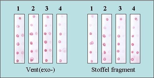 μετάλλαξη Hb Questembert, σε κάποια δείγματα εξαφανίζεται (Εικόνα 5.12, Α, δείγματα 1-4), ενώ σε κάποια άλλα η κηλίδα στη μεμβράνη είναι αχνή σε σχέση με τις υπόλοιπες (Εικόνα 5.12, Α, δείγματα 5, 6).