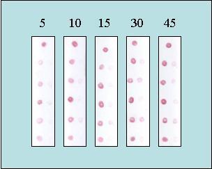 Εικόνα 5.23: Μελέτη επίδρασης του χρόνου υβριδοποίησης των εκκινητών στην αντίδραση ΡΕΧΤ. Οι αριθμοί πάνω από κάθε μεμβράνη είναι ο χρόνος σε s.