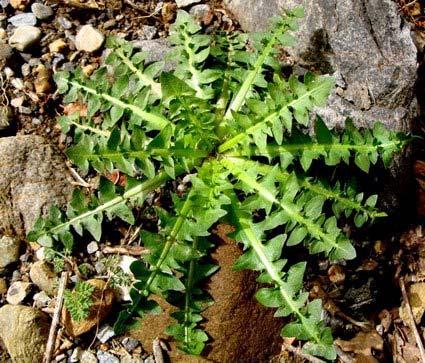 Τα βότανα της φύσης ΦΥΤΌ:: Πικραλίδα ή Αγριοράδικο ή Ταραξάκο Είναι αγριόχορτο