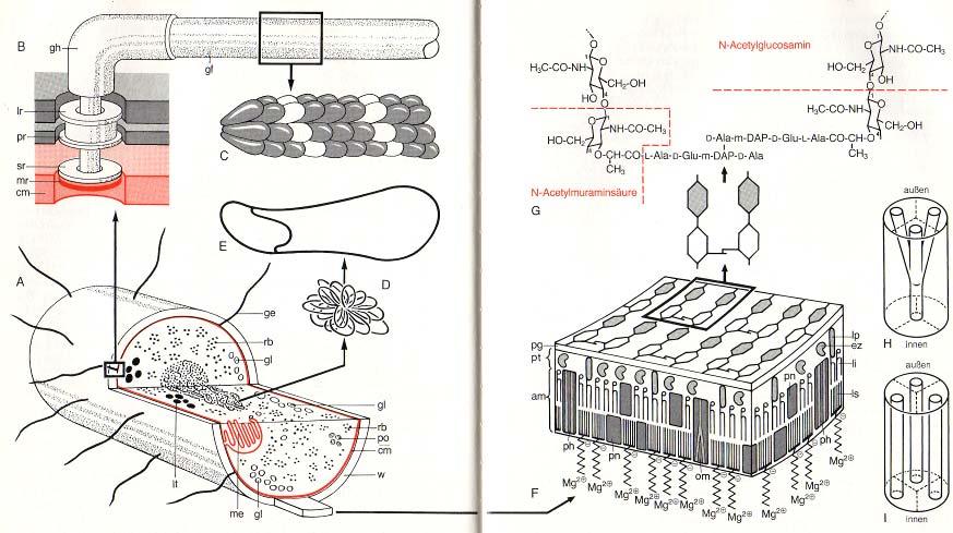 Protocita