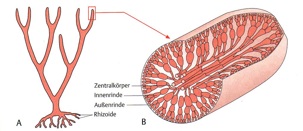 Zrasla nitasta