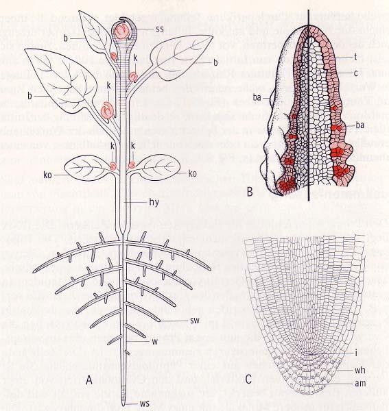 Telo brstnic je sestavljeno iz treh osnovnih organov-