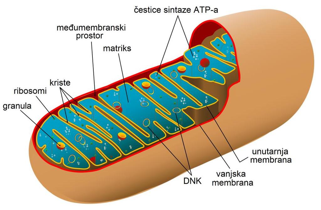 Mikrografi mitohondrijske DNK (mtdnk) Položaj mtdnk u mitohondriju Humana