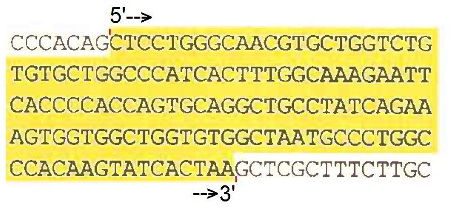 Deoksiribonukleinska kiselina (DNK): materijalna osnova gena, lančasti (linearni) polinukleotid koji se sastoji od 4 tipa nukleobaza (adenina A, gvanina G, citozina C i timina T), monosaharida