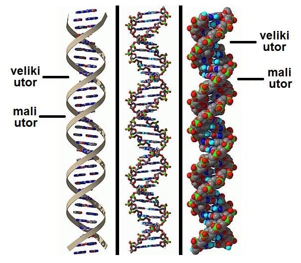 Primjer sekvencije baza u dva komplementarna lanca DNK Tercijarna struktura DNK: trodimenzionalna struktura dvostrukog