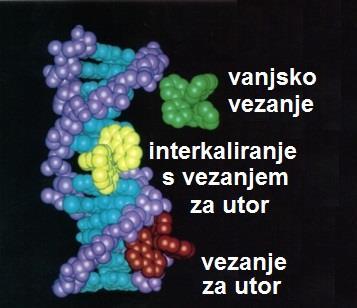 Primjer oštećenja DNK djelovanjem karcinogena 2-aminofluorena (AF): ksenobiotik istiskuje jednu