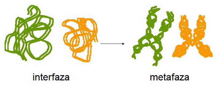 Više razine ureďenosti DNK u kromatinu: uzvojnica DNK (146 bp) namotava se 1,7 puta na histonsku jezgru koju čine 8 proteina (2 H2A, 2 H2B, 2 H3 i 2 H4), koji su bogati aminokiselinama s pozitivno