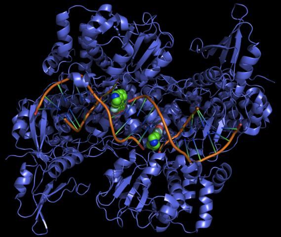 nastaju enzimi koji popravljaju DNK u slučaju oštećenih baza, pogrešno sparenih baza, pogrešno sparenih lanaca i dr.