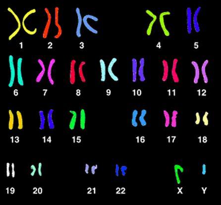 Humani kariotip (skup kromosoma): kromosomi su spareni; 23. par je XX (žene) ili XY (muškarci).