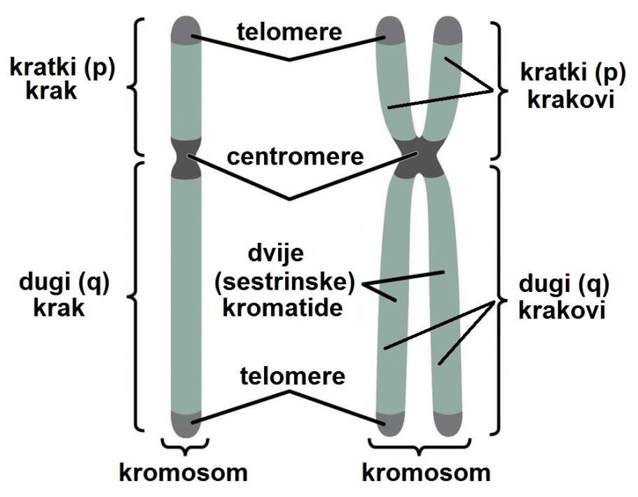 Humani kariotip (G-pruganje; prikaz citogenetske mape - ideograma): pojedinačni kromosomi u interfazi (lijevo; crveno: centromere) i udvostručeni u metafazi (desno). Opći oblik kromosoma.