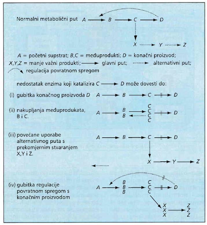 [Jukić, Damjanov, Opća patologija, Med. naklada, 2002, str. 181] Mutacije enzima: 1- kod heterozigotnih osoba tj.