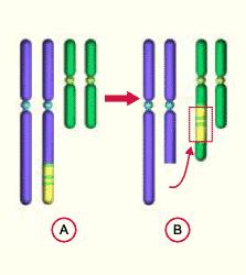 -izodicentrični kromosom [idic]: kromosom s dvije kopije iste centromere 2- interkromosomske mutacije: mutacije koje uključuju dva