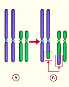 [add]: kromosomu je dodan dodatni genetski materijal nepoznatog porijekla, tj.
