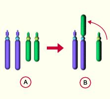 promjenama unutar jednog kromosoma -rekombinantni kromosom [rec]: kromosom dobiven rekombinacijom (crossing-overom) dviju kromatida
