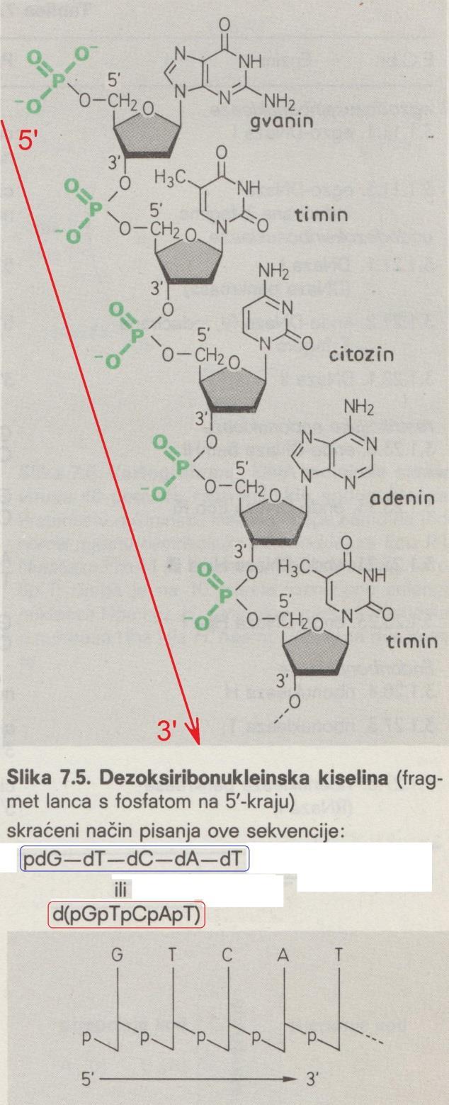 Oligonukleotidi: -fragmenti DNK ili RNK, nastali povezivanjem 2-20 nukleotida preko fosfatnih skupina (u položajima 5 i 3 pentoze) -rjeđi su prirodni, a češći umjetni u svrhu različitih proučavanja i